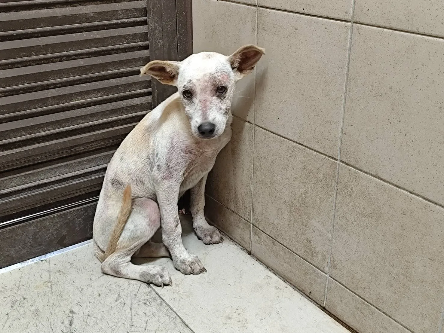 混種犬