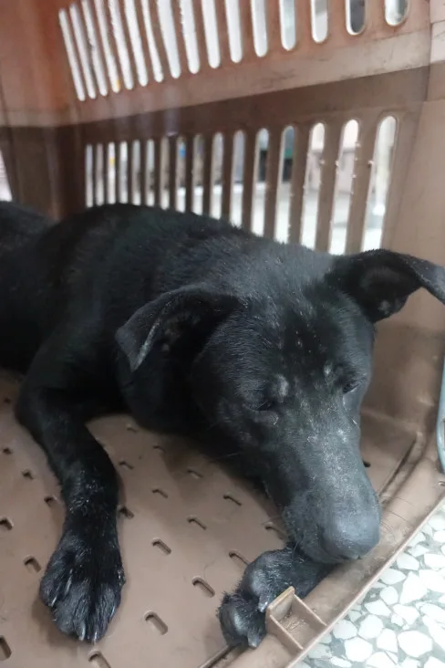 混種犬