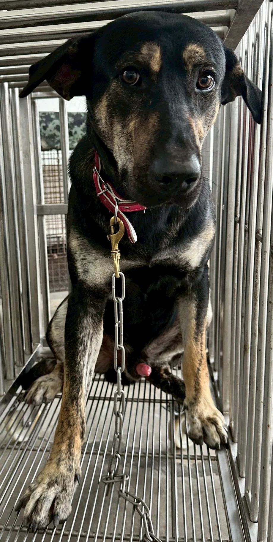 混種犬