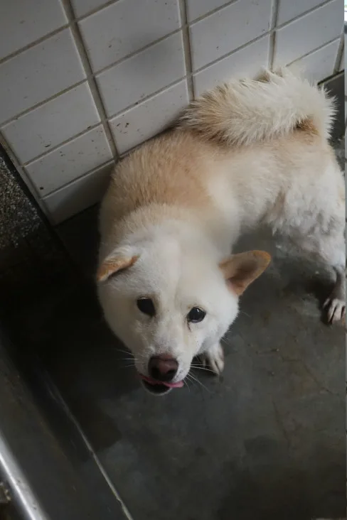 柴犬