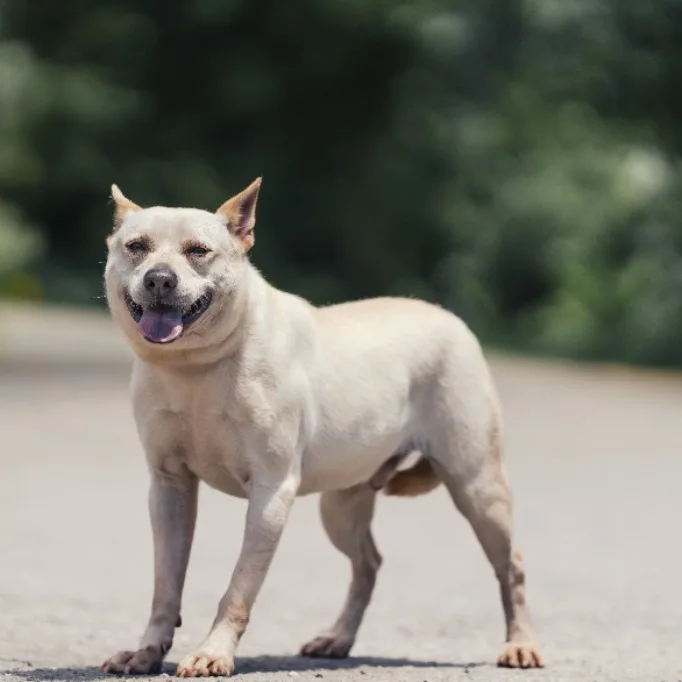 混種犬