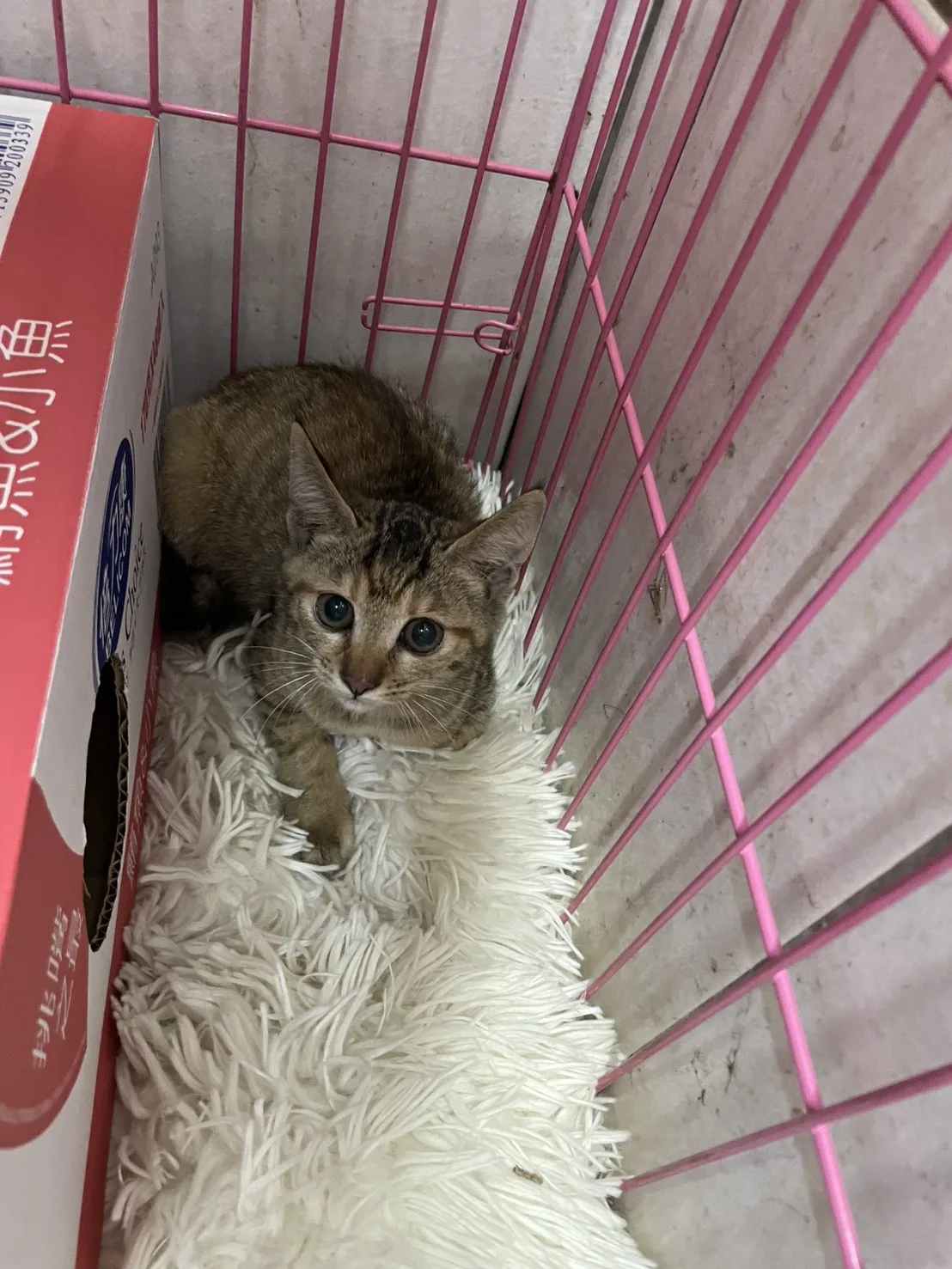 混種貓