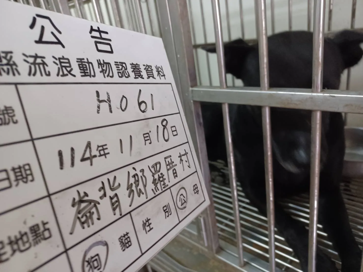 混種犬