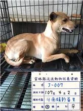 混種犬