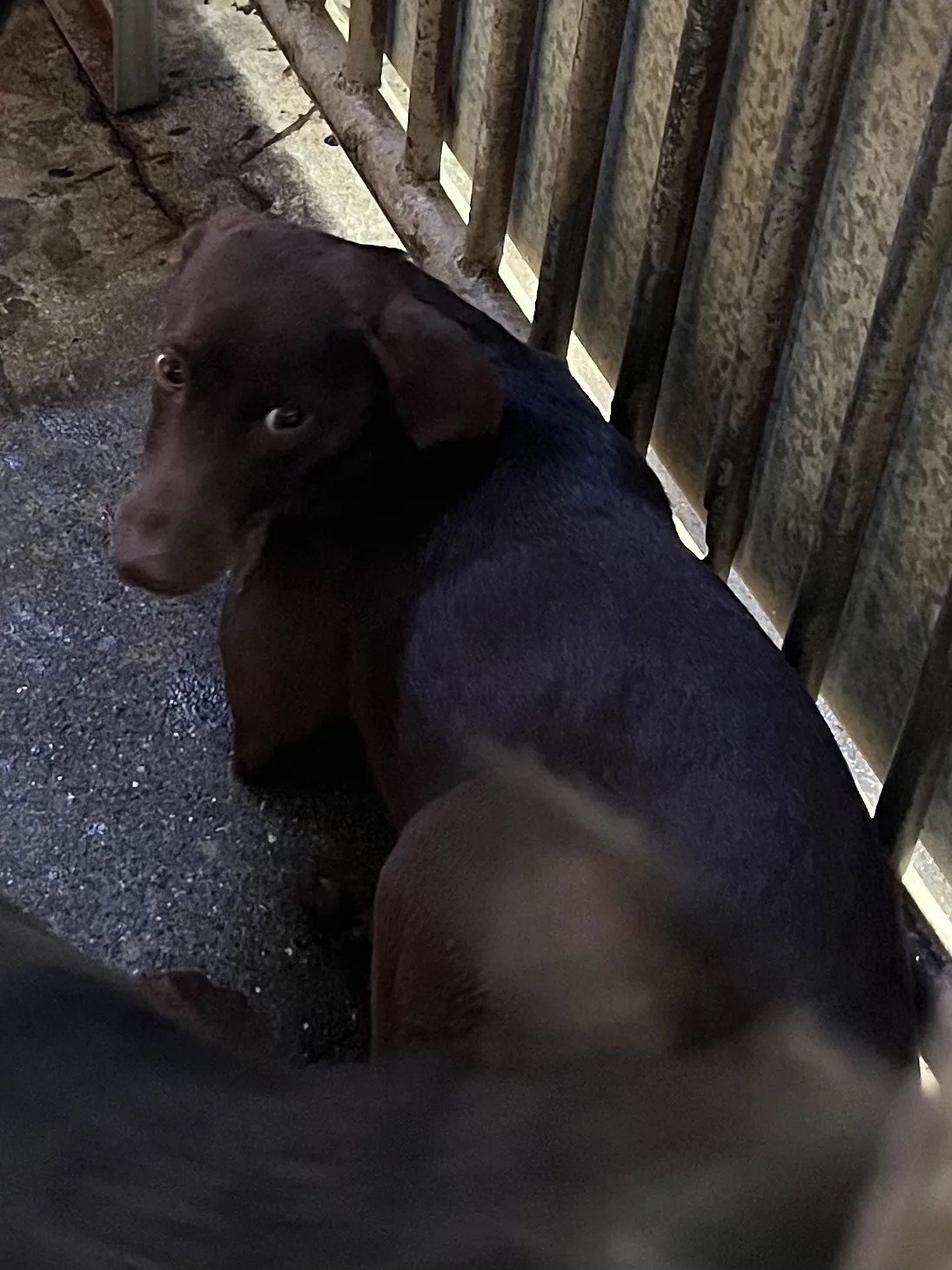 混種犬