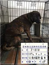 混種犬