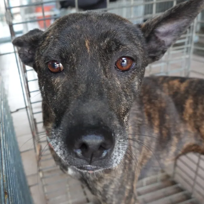 混種犬