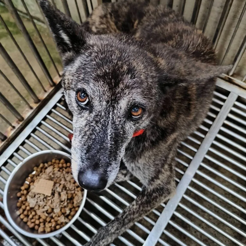 混種犬