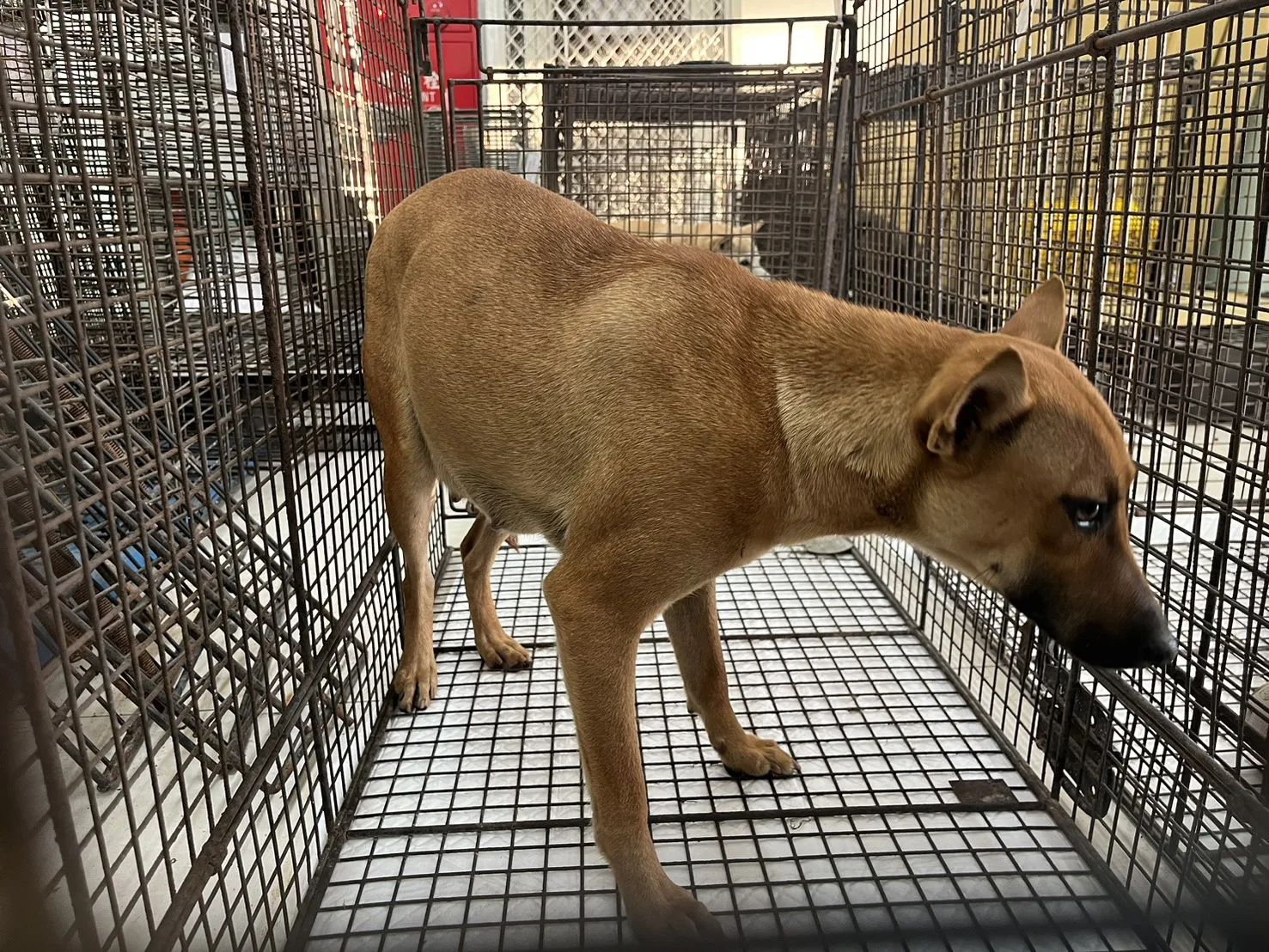 混種犬