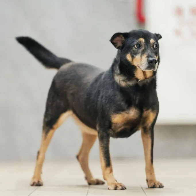 混種犬