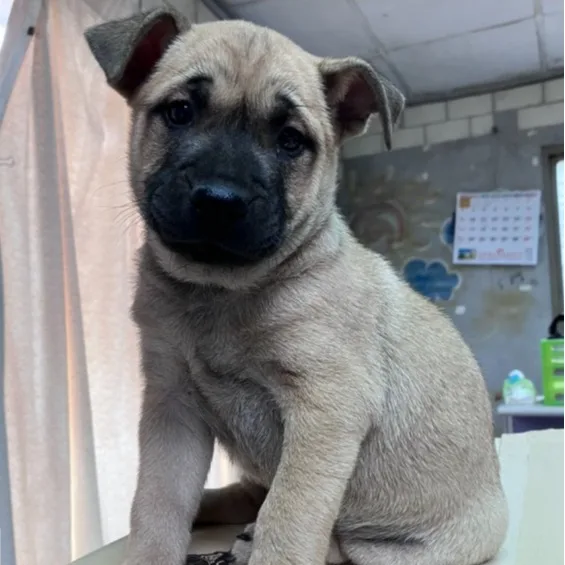 混種犬
