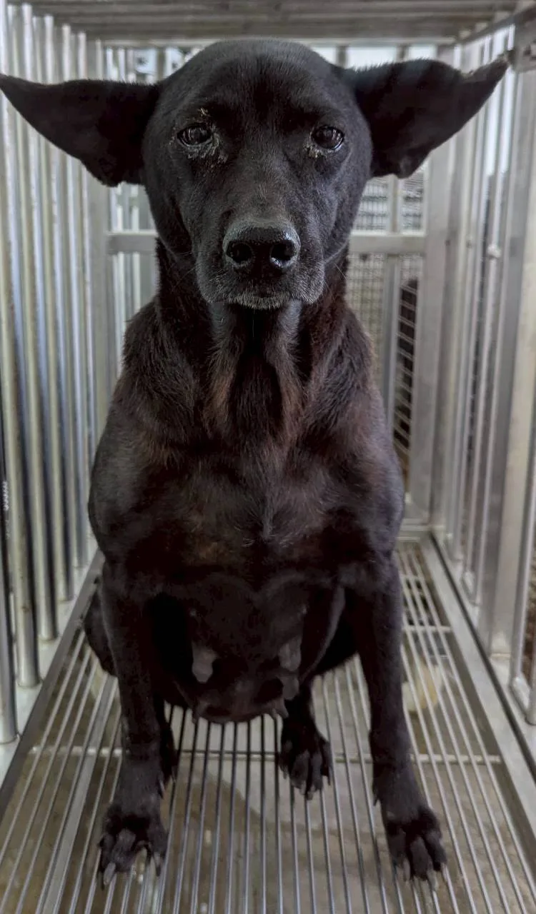 混種犬