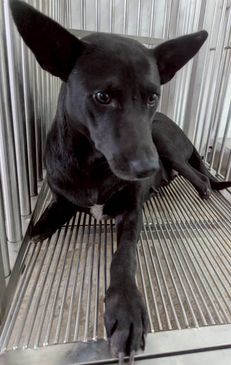 混種犬