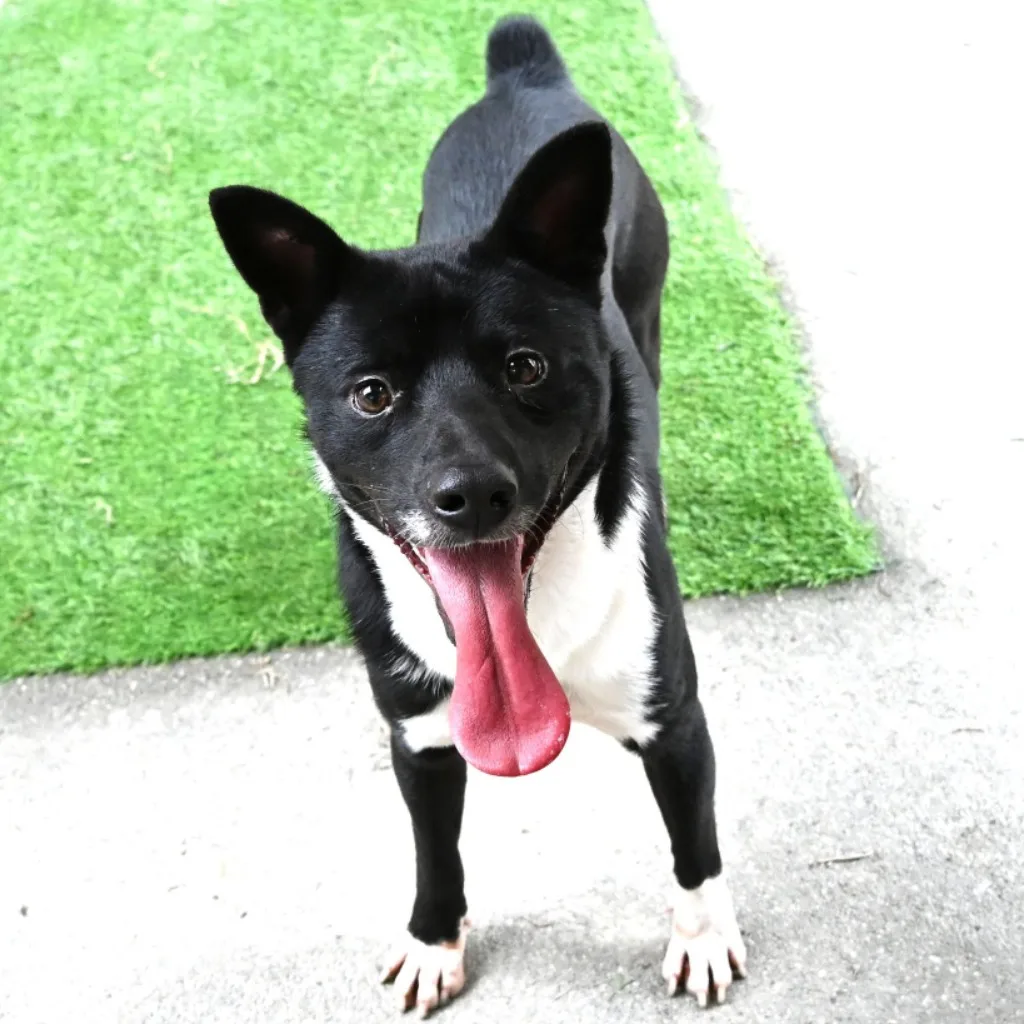 混種犬