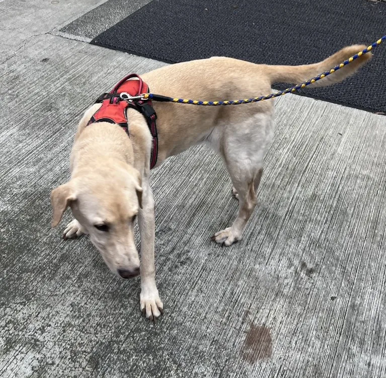 拉不拉多犬