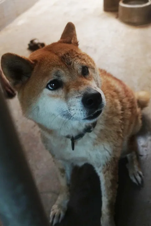 柴犬