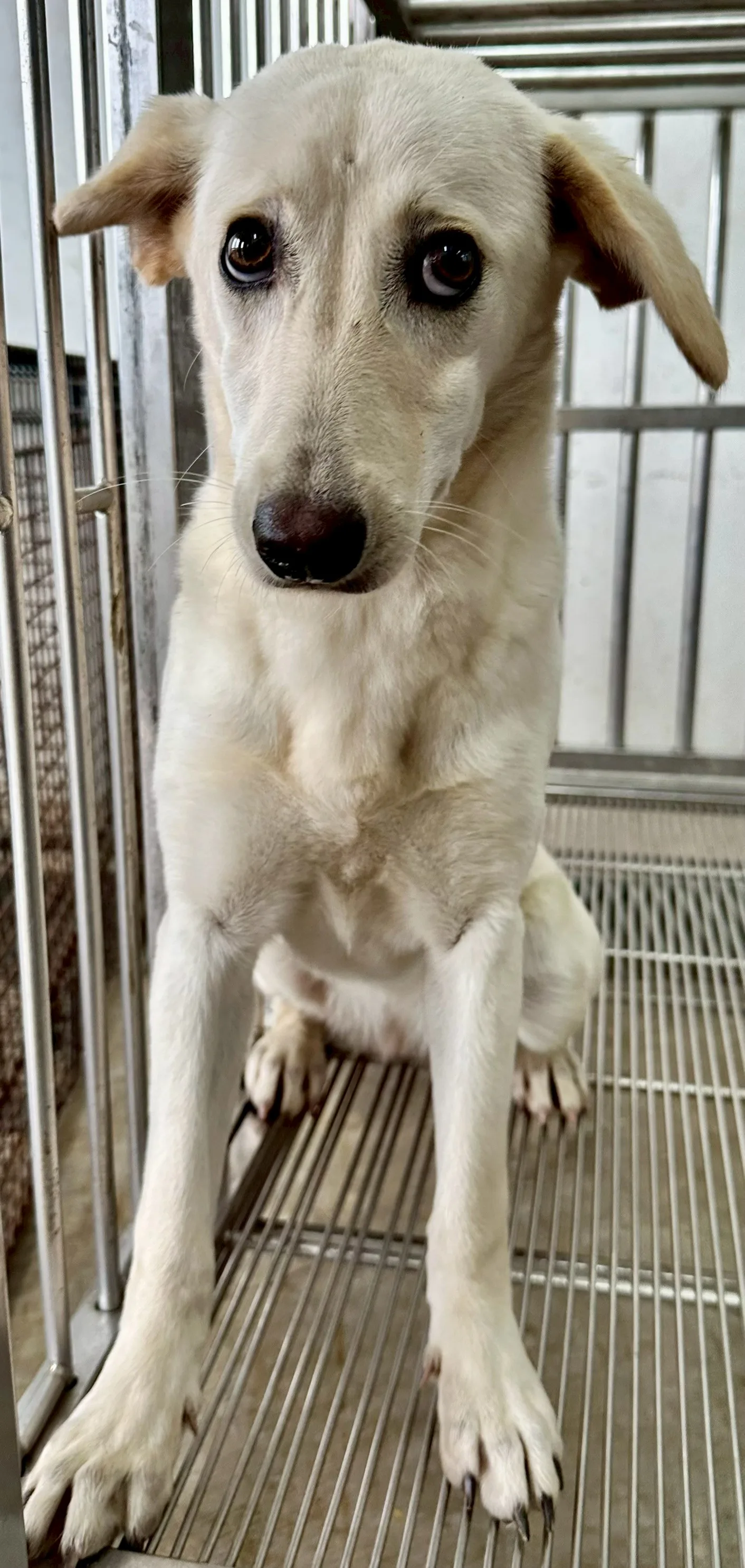 混種犬