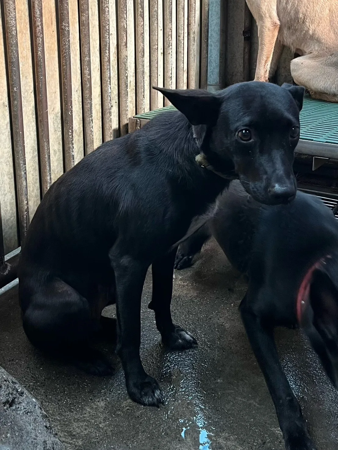 混種犬