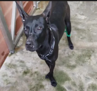 混種犬