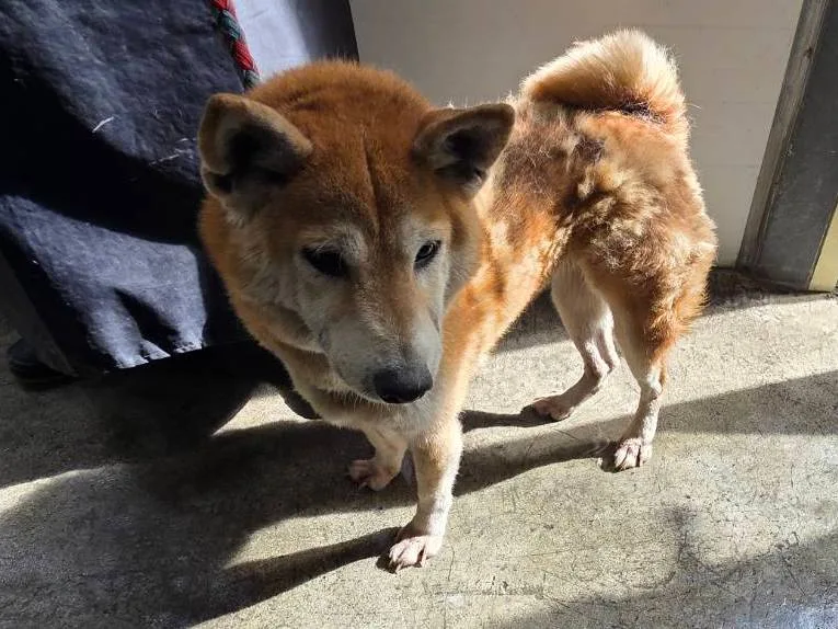 柴犬