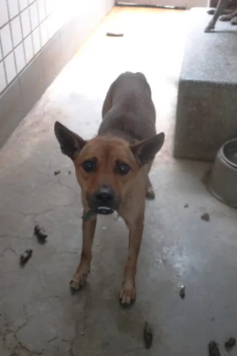 混種犬