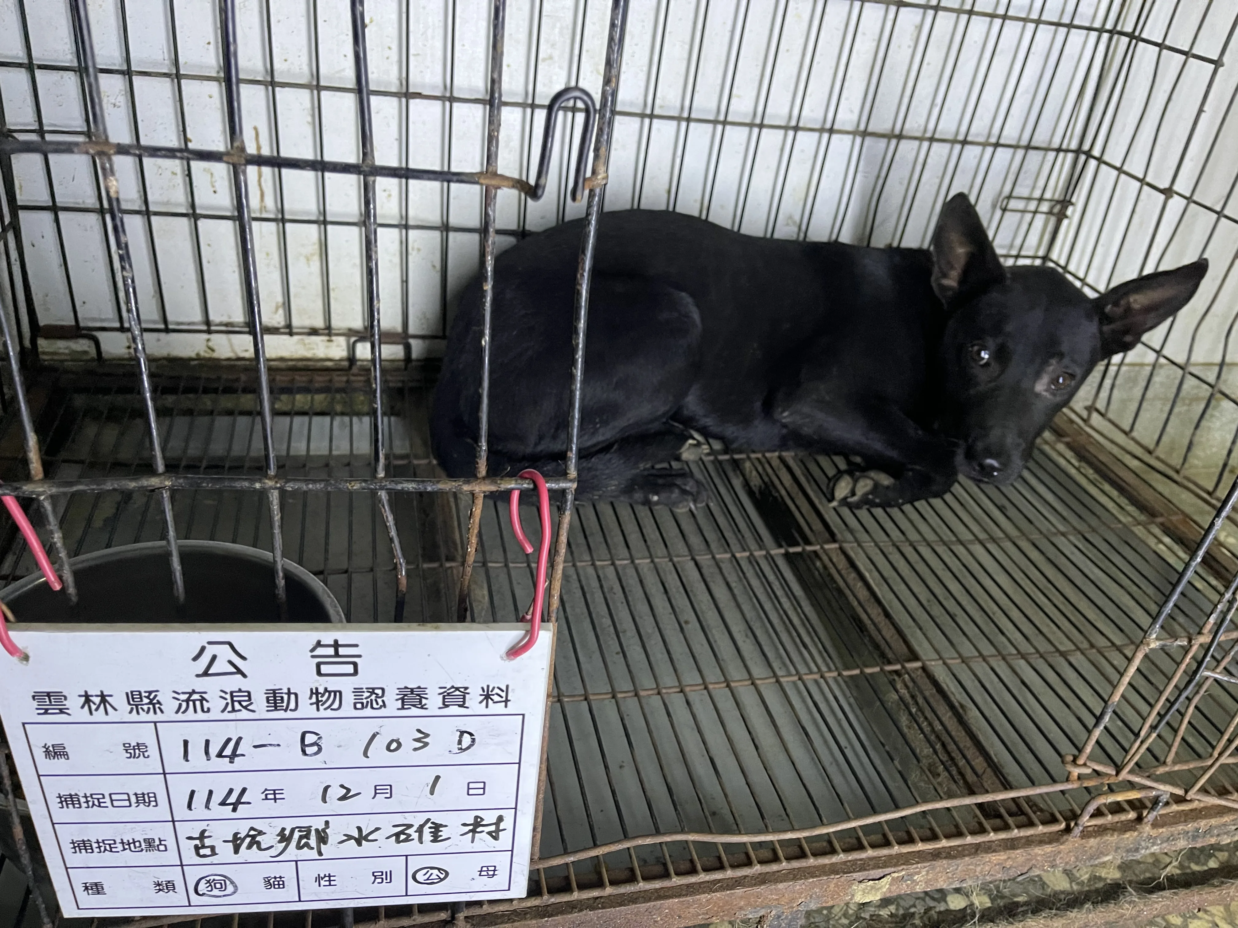 混種犬