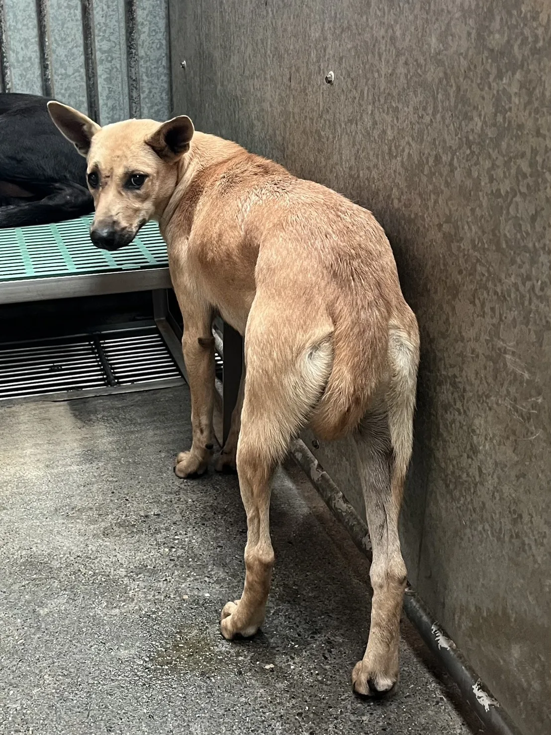 混種犬
