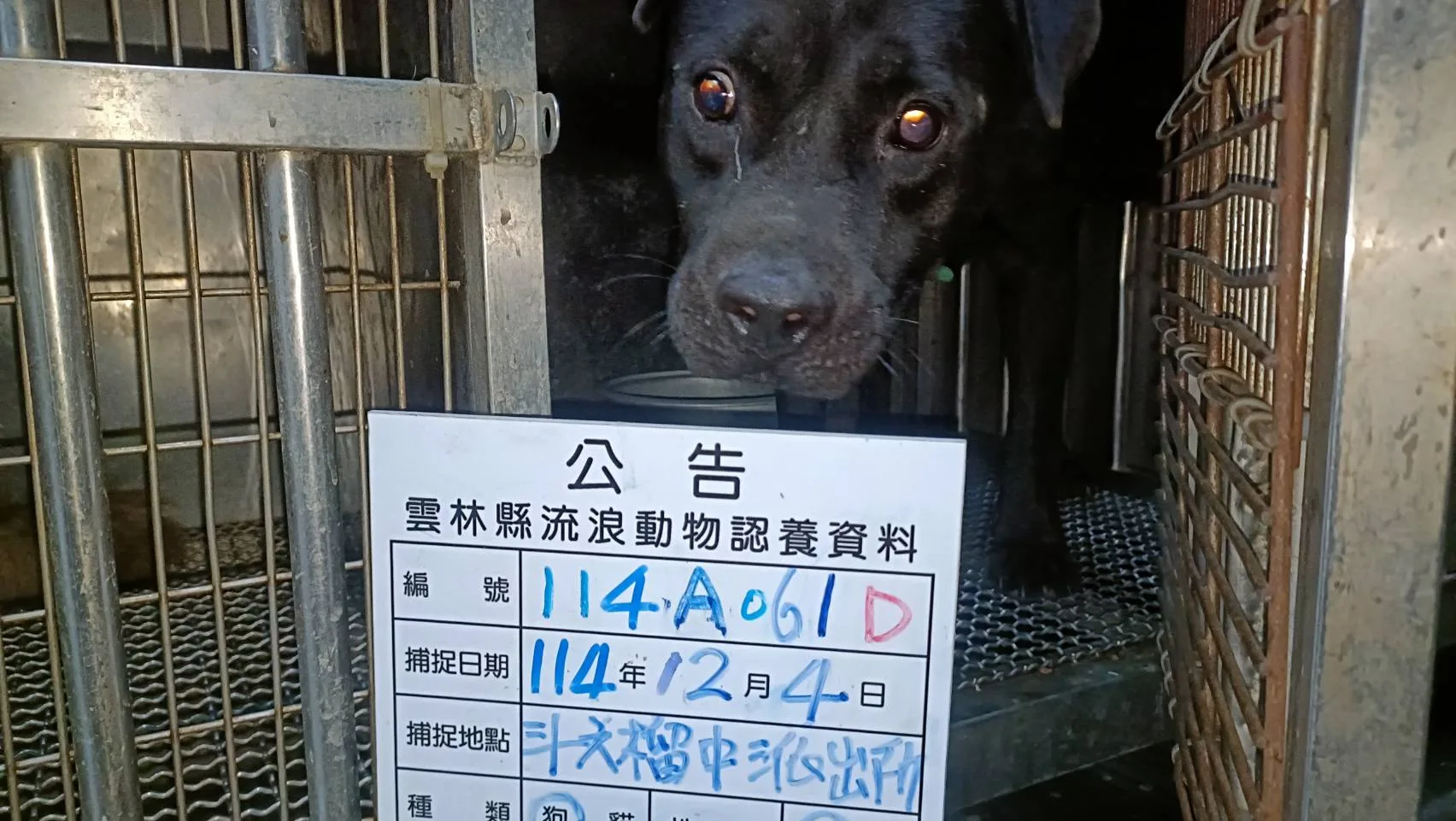 比特犬