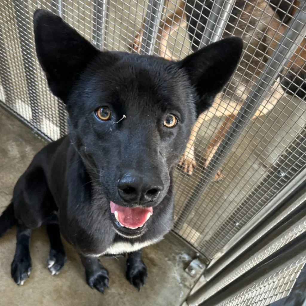 混種犬