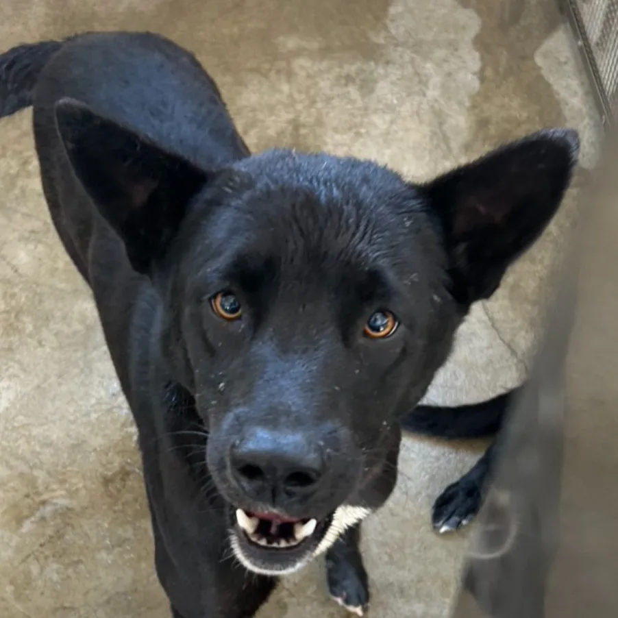 混種犬