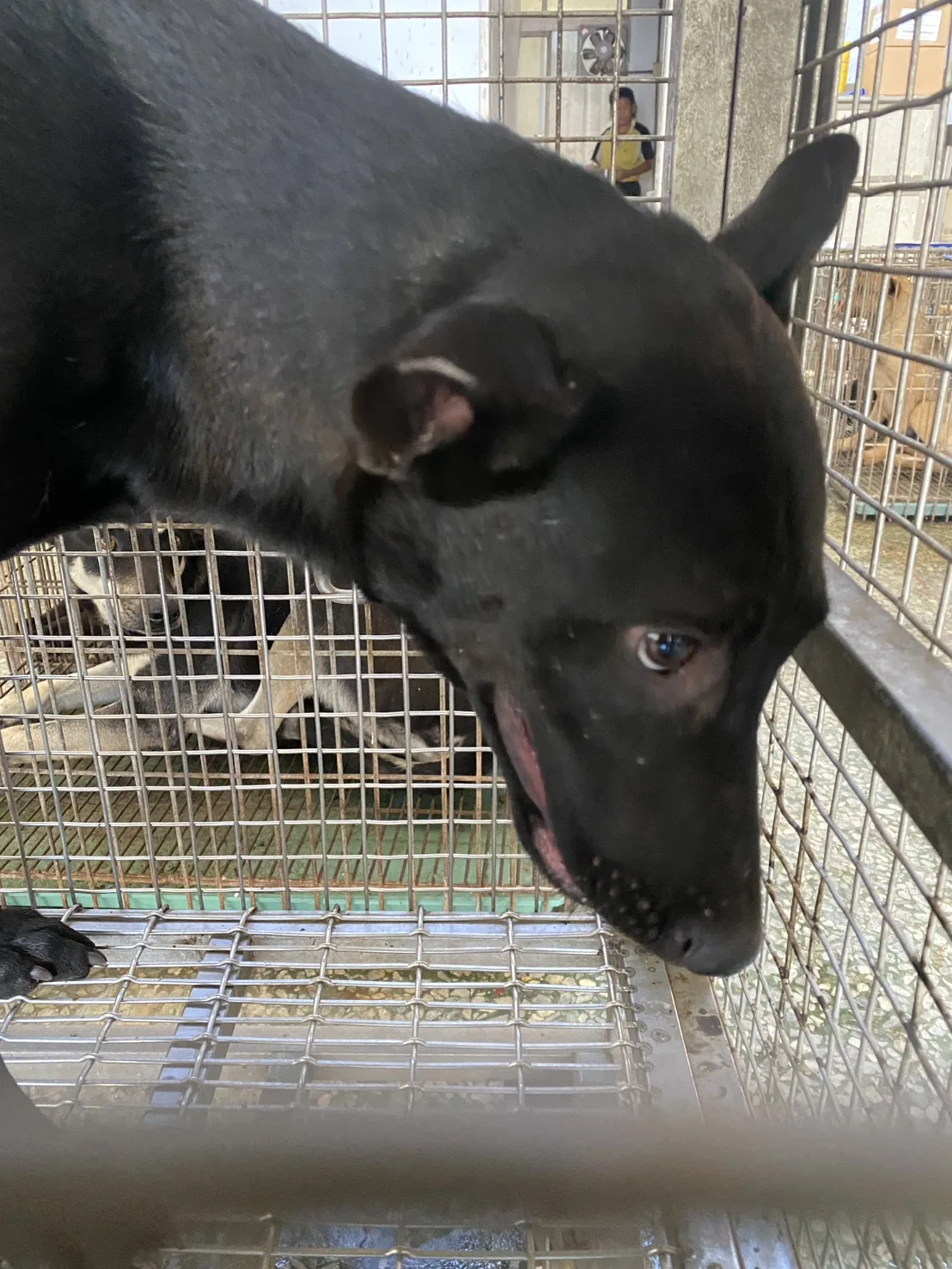 混種犬