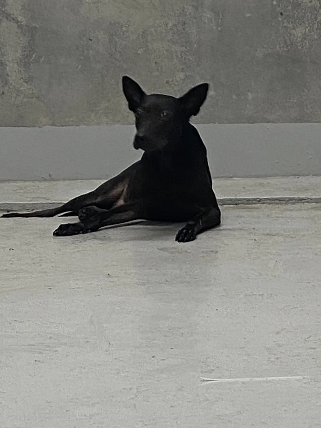 混種犬