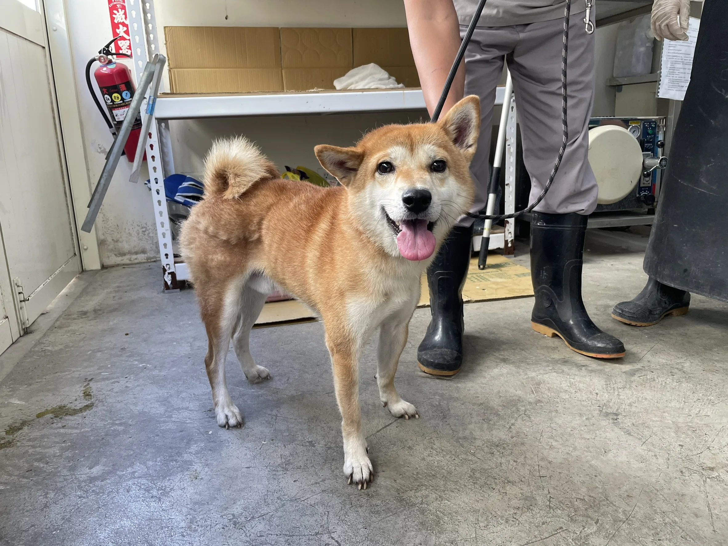 柴犬