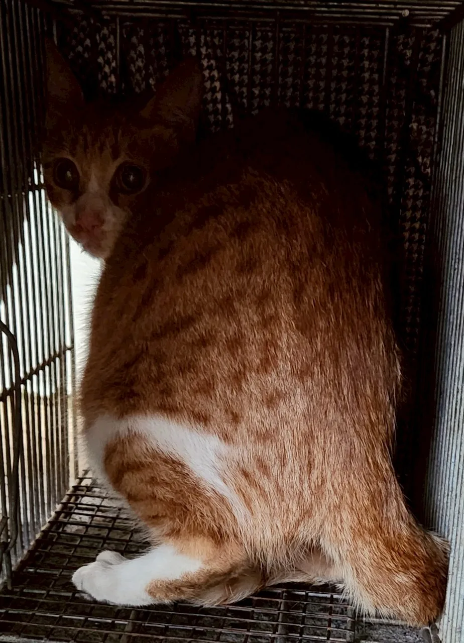 混種貓