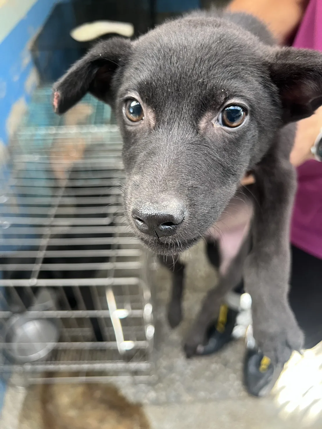 混種犬