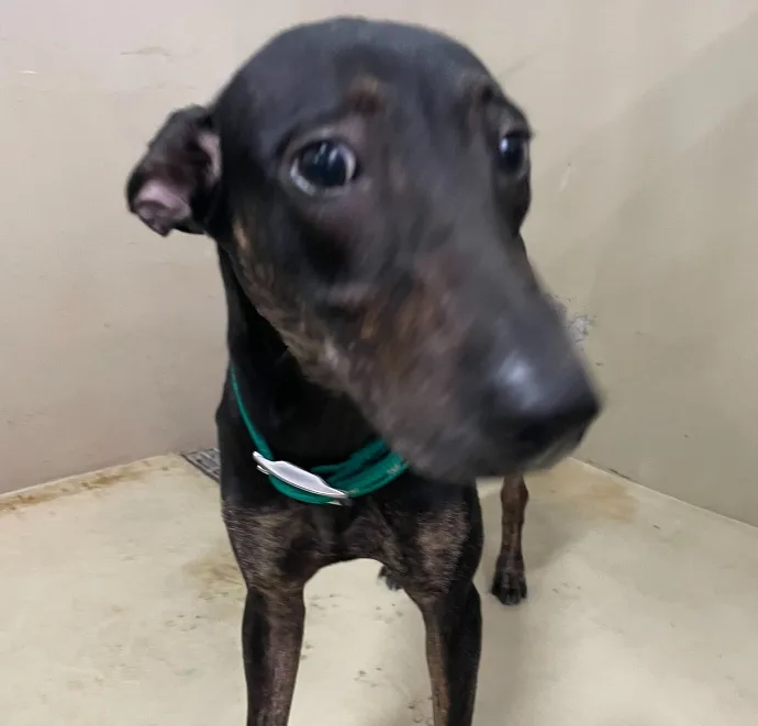 混種犬