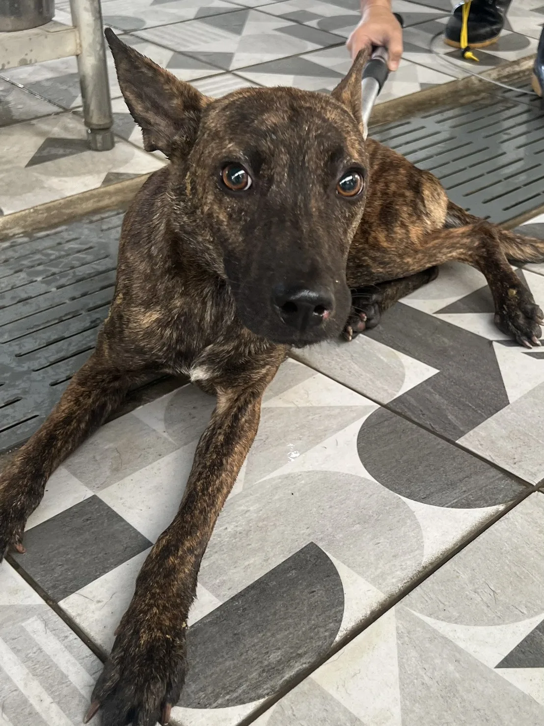 混種犬