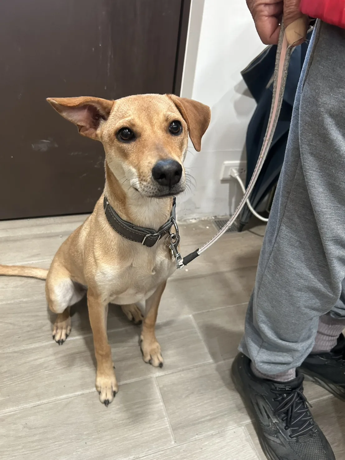 混種犬