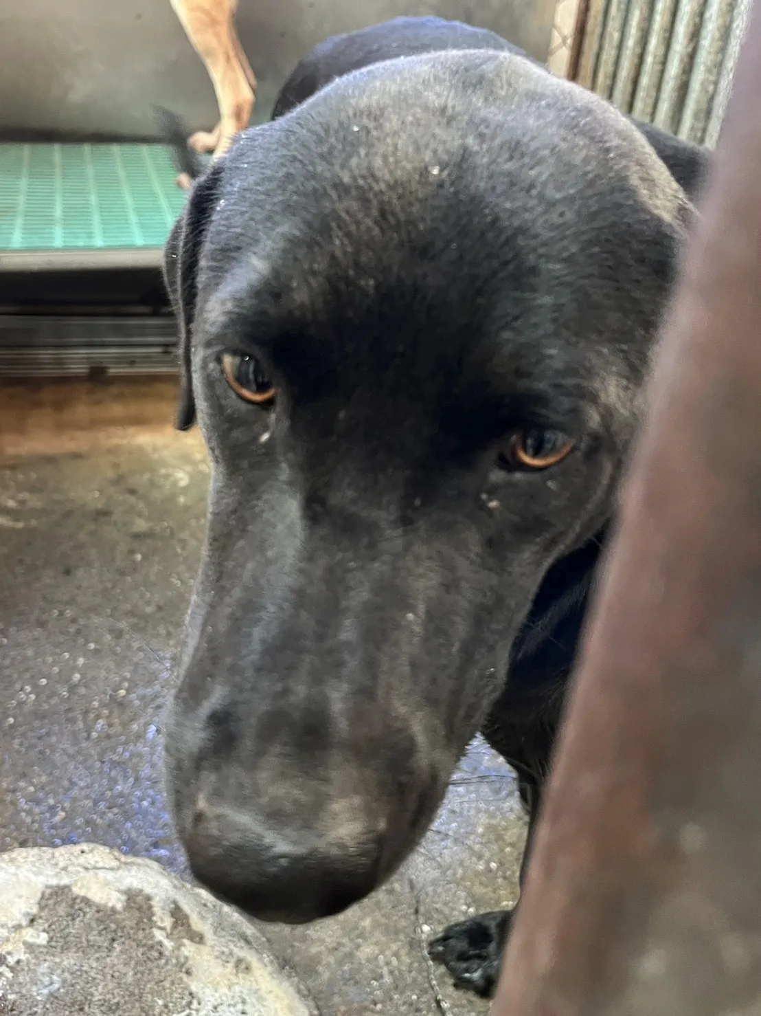 混種犬