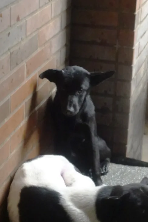 混種犬