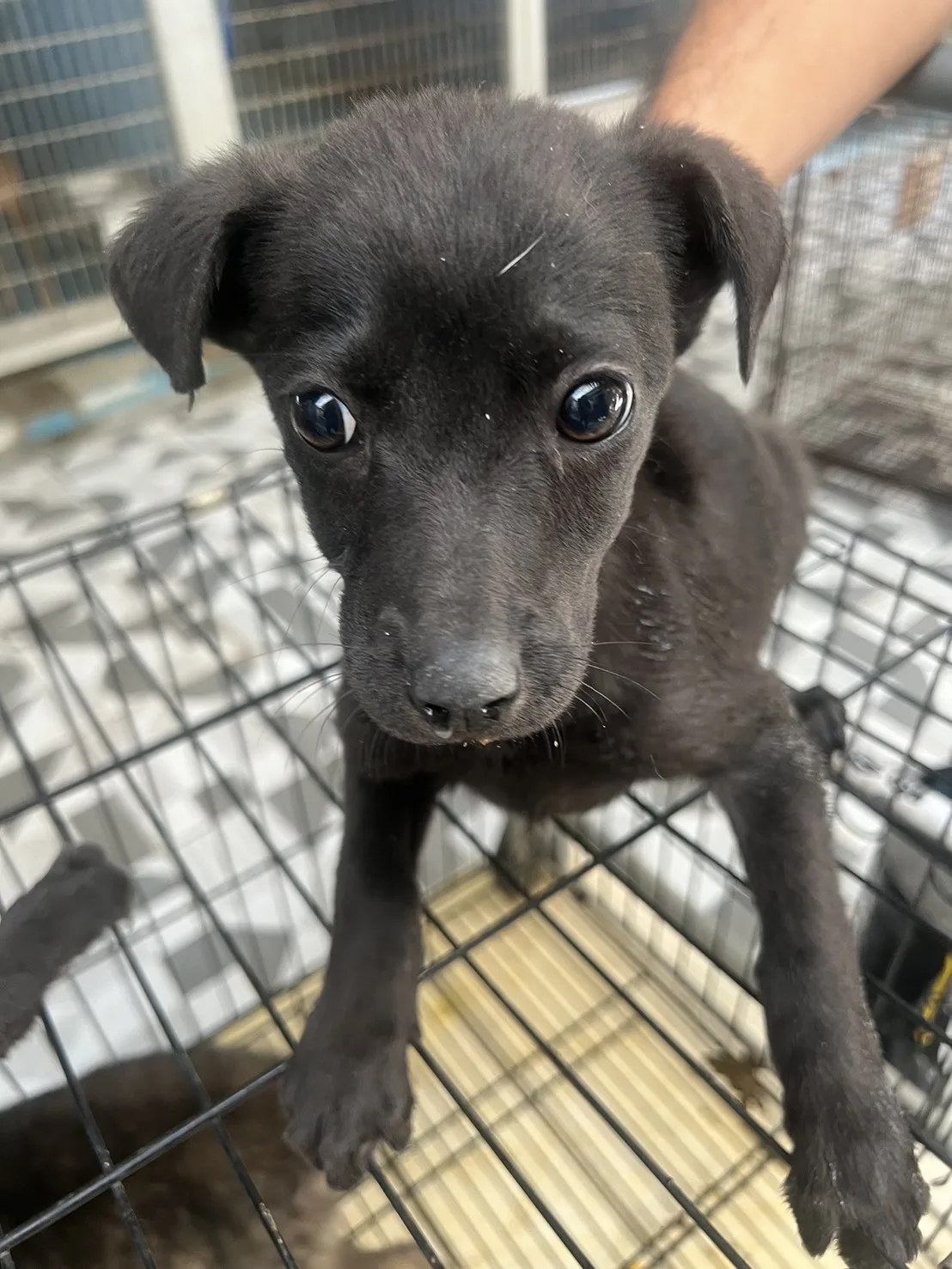 混種犬