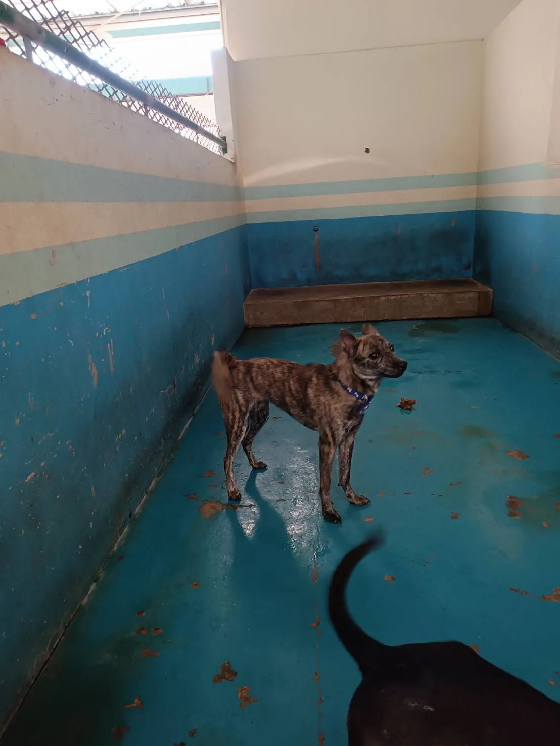 混種犬