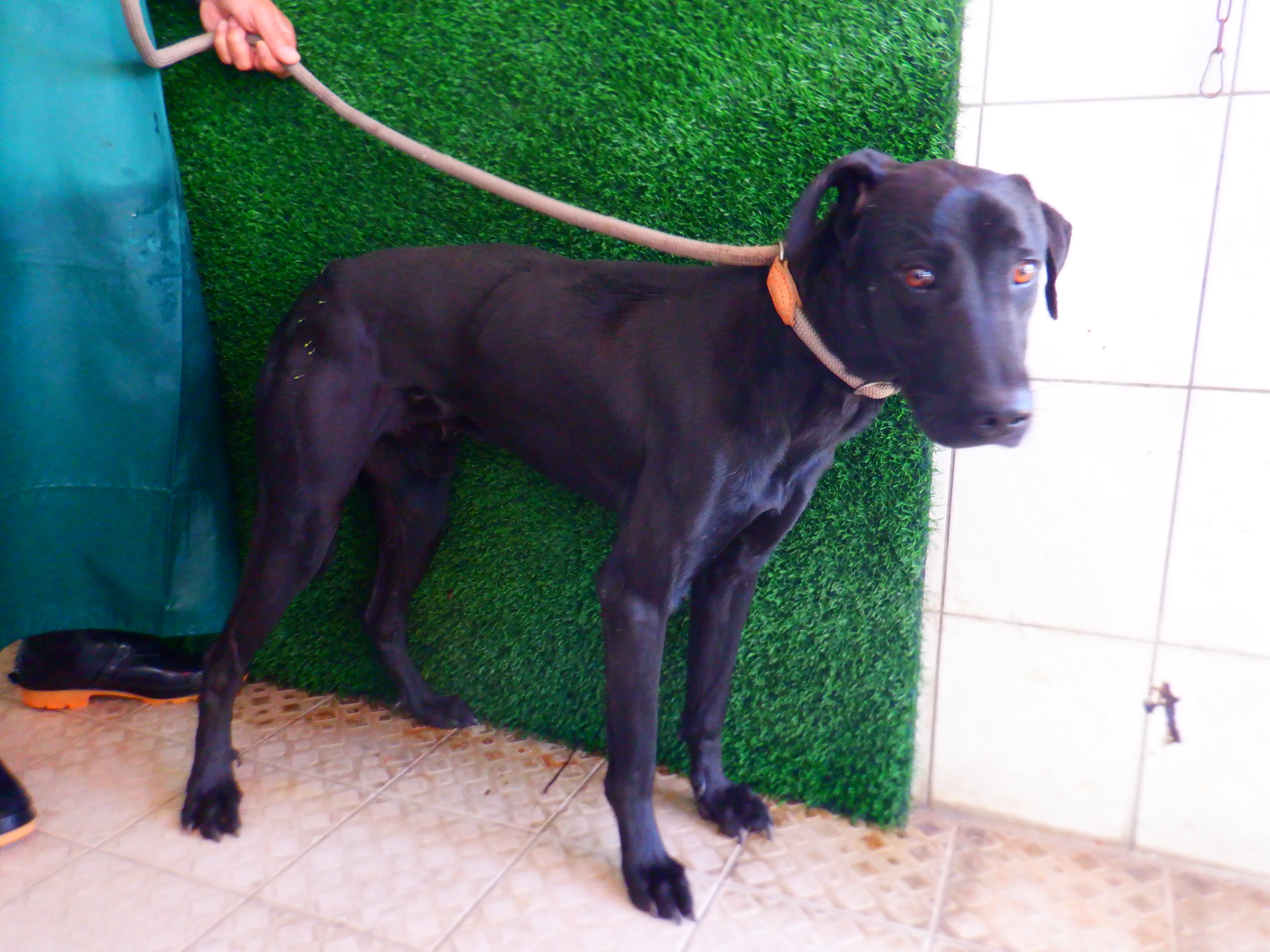 混種犬