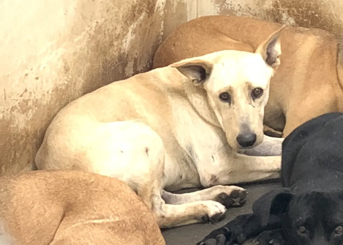 混種犬
