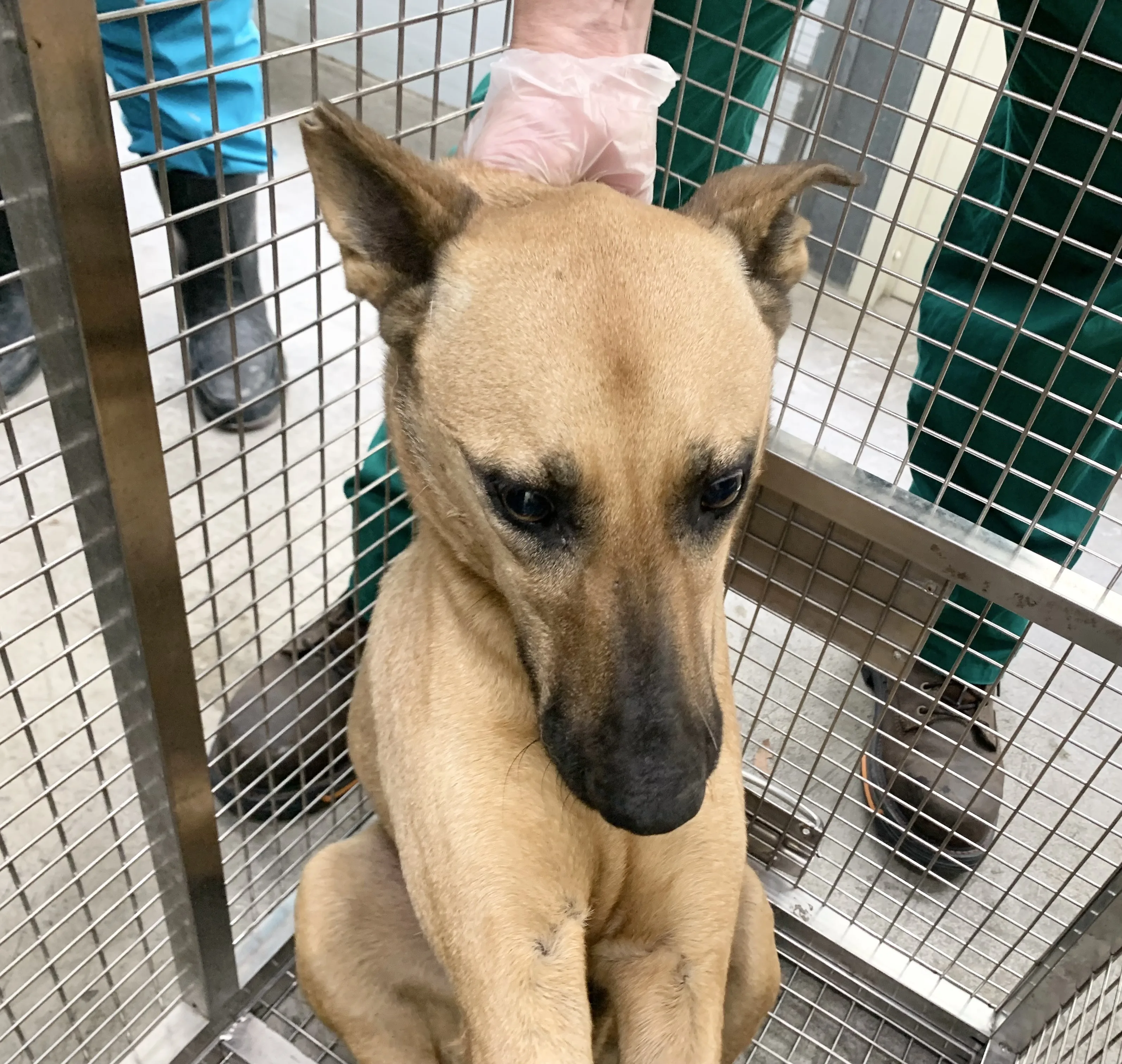 混種犬