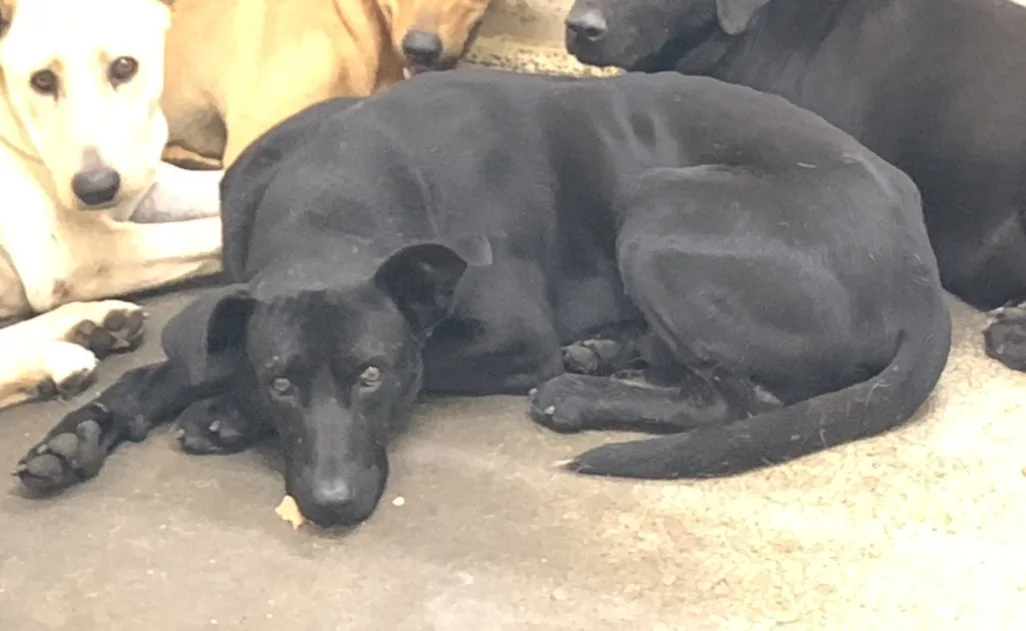 混種犬