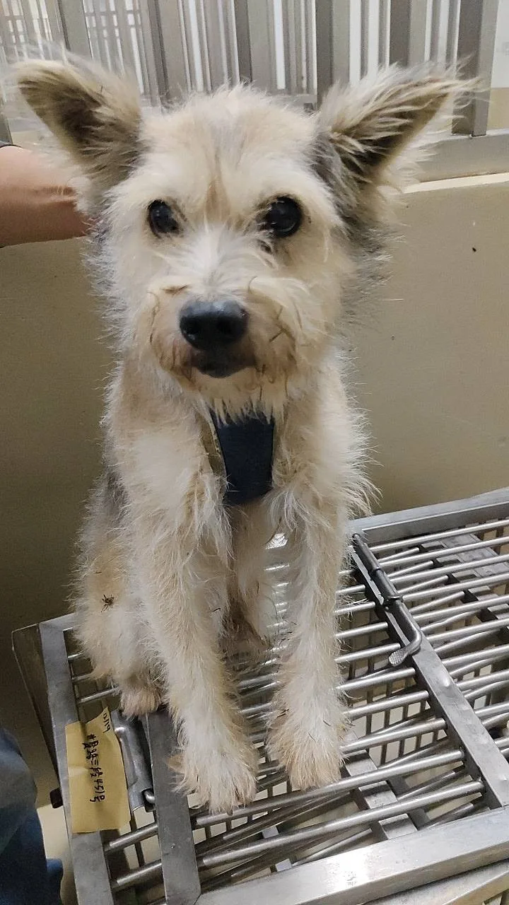 混種犬