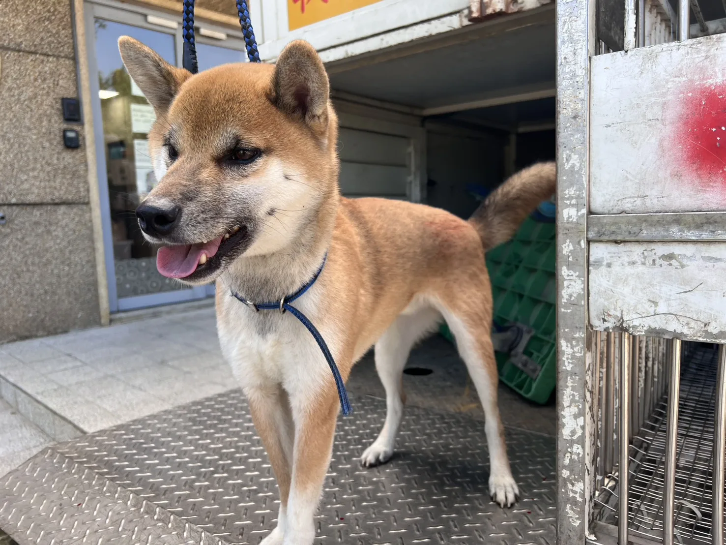 柴犬