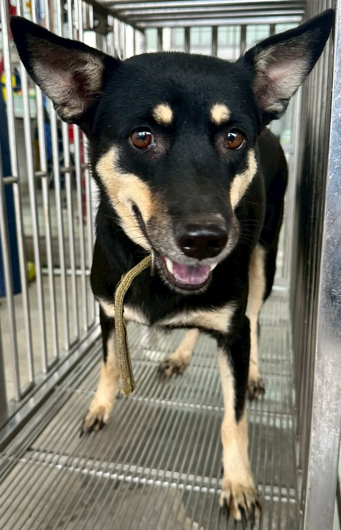 混種犬