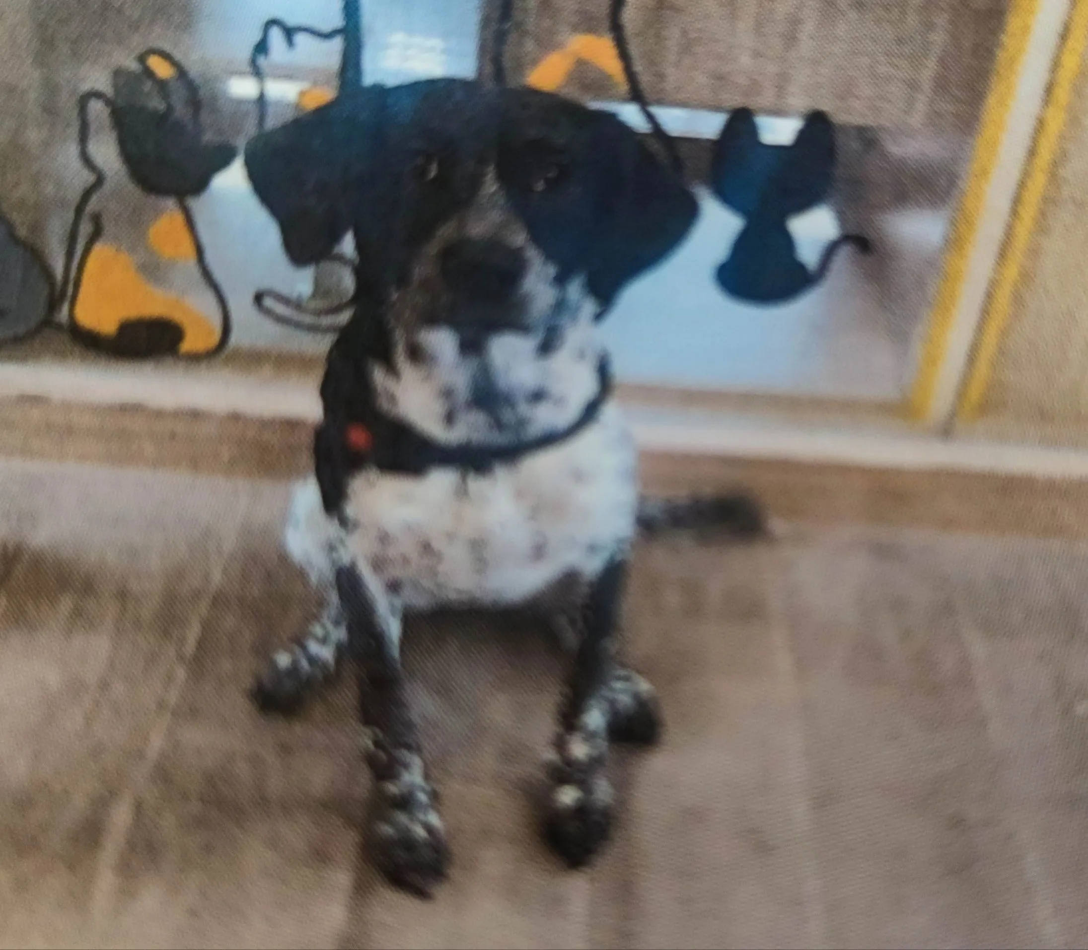 混種犬